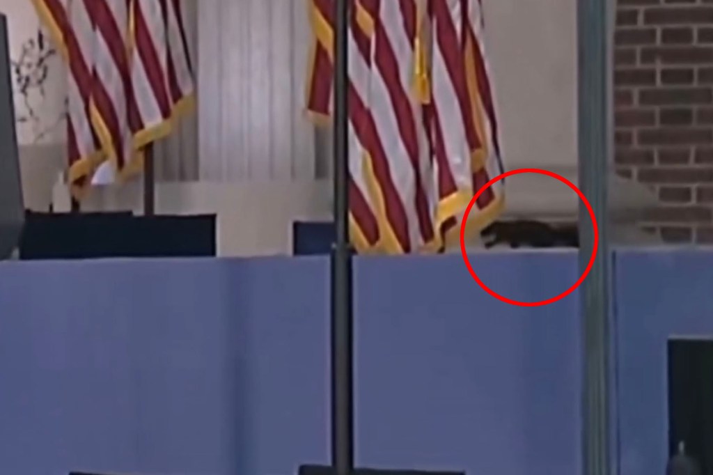 Squirrel spotted onstage before Kamala Harris’ concession speech — and internet thinks it’s the ghost of P’nut